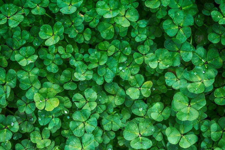 clover, leaves, green-1225988.jpg