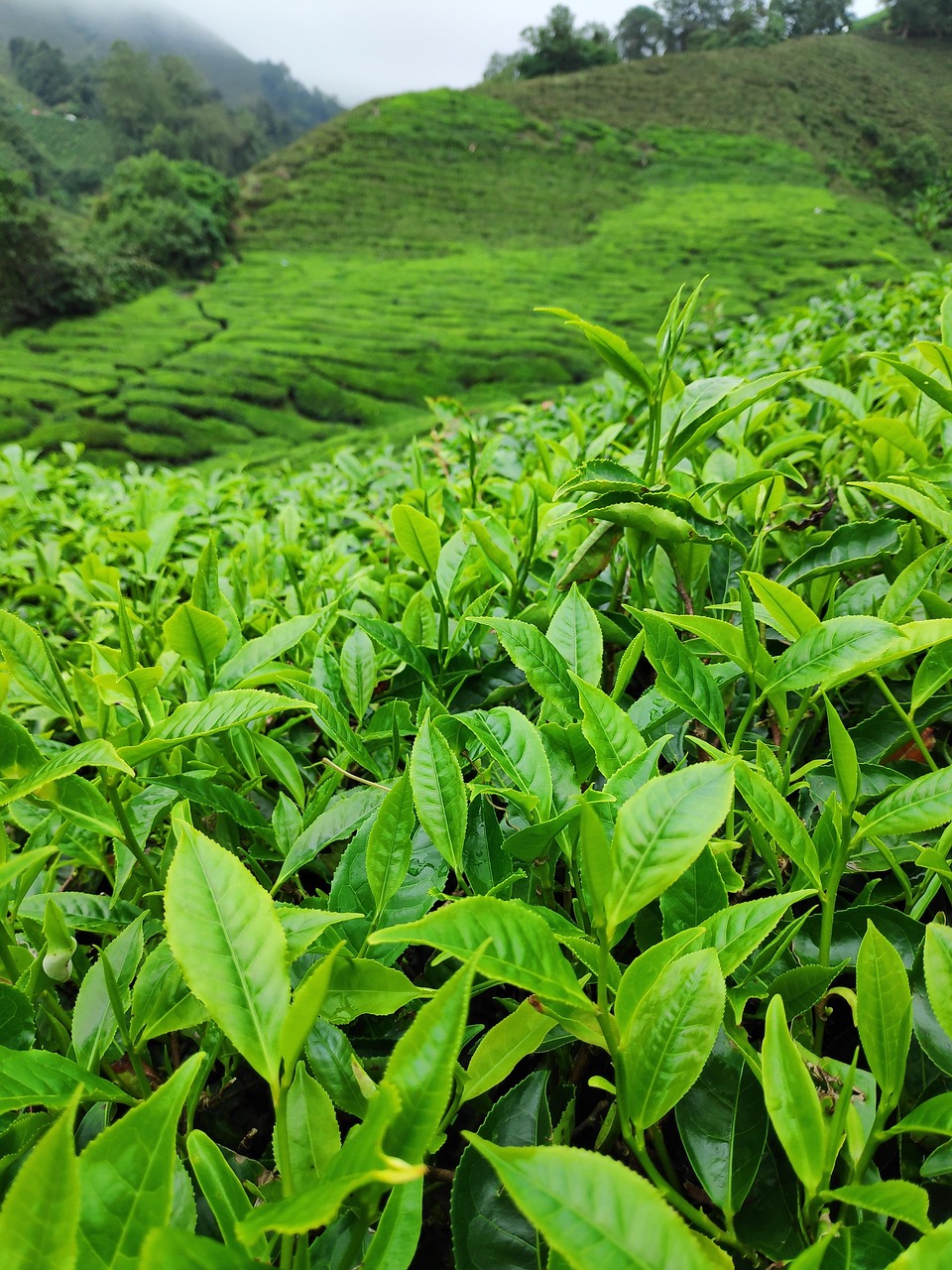 tea plantation, tea, nature, tea plantation, tea plantation, tea plantation, tea plantation, tea plantation, tea-4684410.jpg