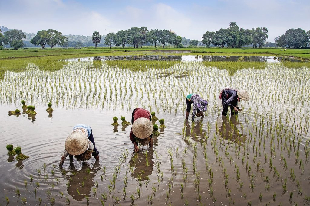 field, farmer, rural, water, vietnam, landscape, beautiful, sky, trees, countryside, woman, lifestyle, nature, outdoor, wet-5430070.jpg